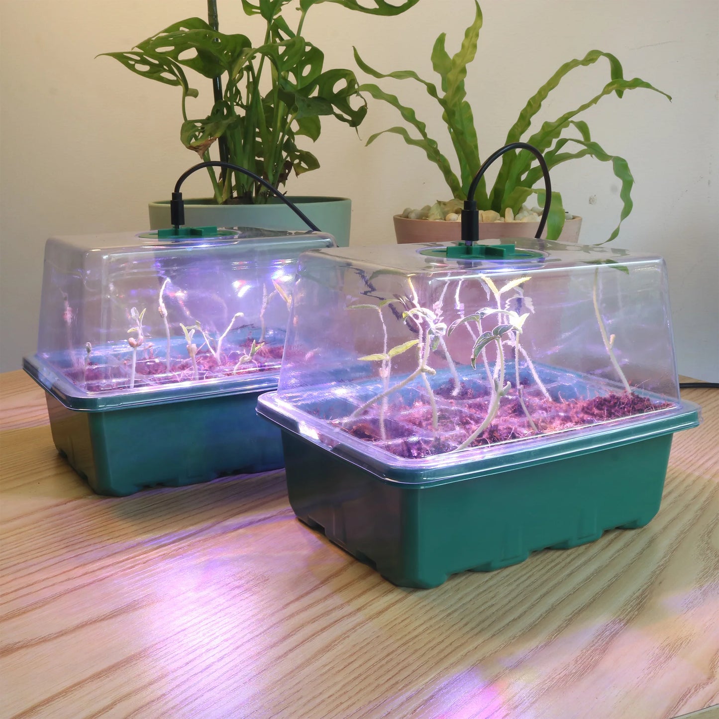 5pcs Seedling Starter Trays with LED Grow Light – Elevated Indoor Seed Starter Kit